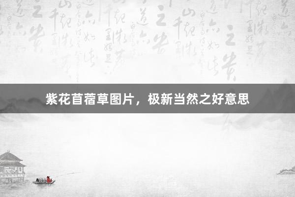 紫花苜蓿草图片，极新当然之好意思